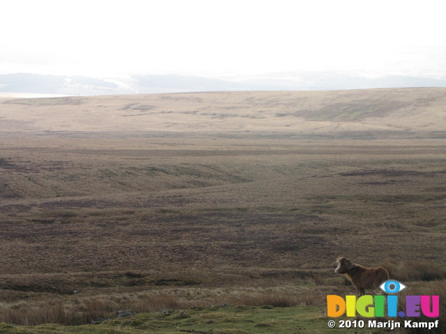 SX13310 Wild pony on Twyn Croes Gwallter in Brecon Beacons National Park